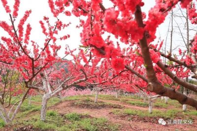 《寺外桃源講花卉》– 樹(shù)狀月季的春季追肥和養(yǎng)護(hù)要點(diǎn)