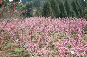 桃花已開(kāi)，靜等你來(lái)。