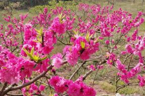 正覺(jué)寺外春初來(lái)， 四月也有桃花開(kāi)。