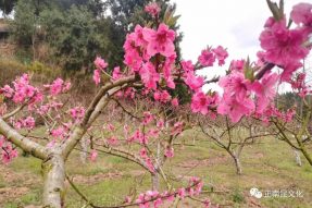 慶“三.八”女神節(jié)，賞寺外桃源桃花